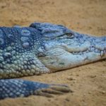 Williams Alligator – Titelbild